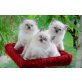 Ragdoll - Kater
