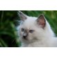 Ragdoll - Kater