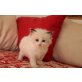 Ragdoll - Kater