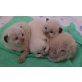 Ragdoll - Kater
