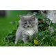 Ragdoll - Kater