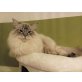 Ragdoll - Kater