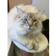 Ragdoll - Kater