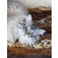 Ragdoll - Kater