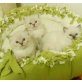Ragdoll - Kater
