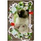 Ragdoll - Kater