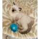 Ragdoll - Kater