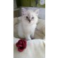 Ragdoll - Kater