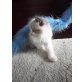 Ragdoll - Kater