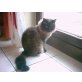 Ragdoll - Kater