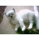 Ragdoll - Kater