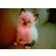 Ragdoll - Kater