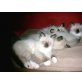 Ragdoll - Kater
