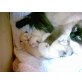 Ragdoll - Kater