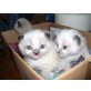 Ragdoll - Kater