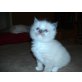Ragdoll - Kater