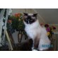 Ragdoll - Kater