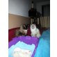 Ragdoll - Kater