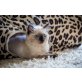 Ragdoll - Kater