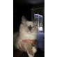 Ragdoll - Kater