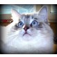 Ragdoll - Kater