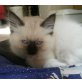 Ragdoll - Kater