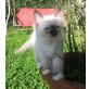 Ragdoll - Kater
