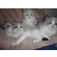 Ragdoll - Kater