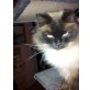Ragdoll - Kater