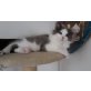 Ragdoll - Kater