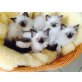 Ragdoll - Kater