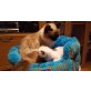 Ragdoll - Kater