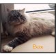 Ragdoll - Kater