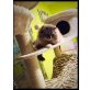 Ragdoll - Kater