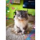 Ragdoll - Kater