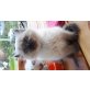 Ragdoll - Kater