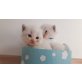 Ragdoll - Kater