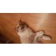 Ragdoll - Kater