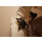 Ragdoll - Kater