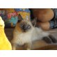 Ragdoll - Kater