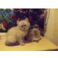 Ragdoll - Kater