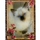 Ragdoll - Kater