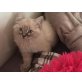 Ragdoll - Kater