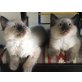 Ragdoll - Kater