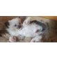 Ragdoll - Kater