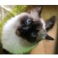 Ragdoll - Kater
