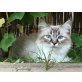 Ragdoll - Kater