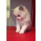 Ragdoll - Kater