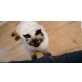 Ragdoll - Kater