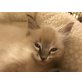 Ragdoll - Kater